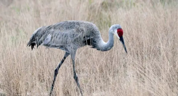 Символіка журавля Sandhill, сни та повідомлення