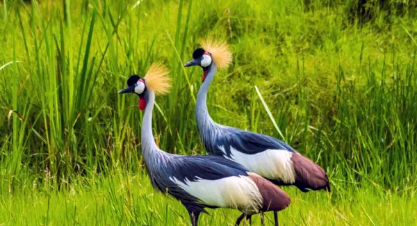 Тотем вінценосного журавля, сни та повідомлення