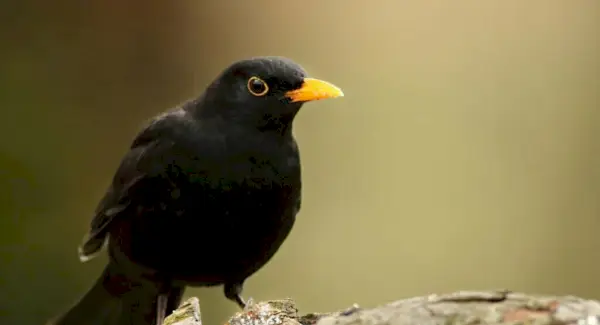 Simbolismo, Totem, Sonhos e Mensagens do Melro