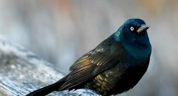 Simbolismo, sonhos e mensagens de Grackle