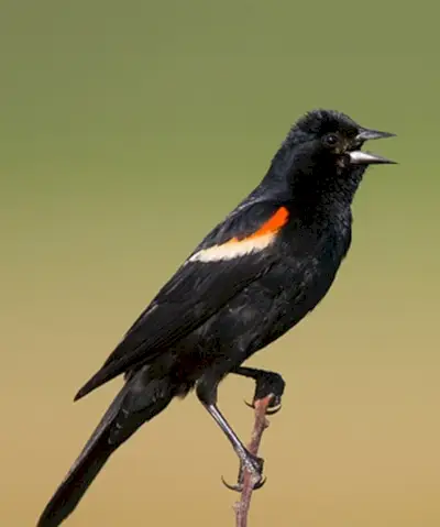 Simbolismo do Melro Redwing