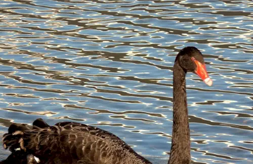 Simbolismo do Cisne, Significado do Cisne, Totem do Cisne, Sonho do Cisne e Mensagens