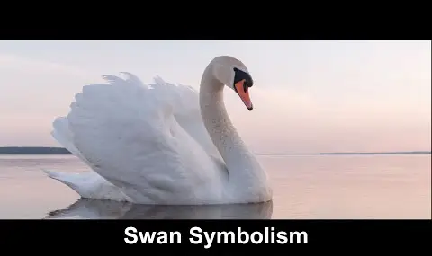 Simbolisme del cigne