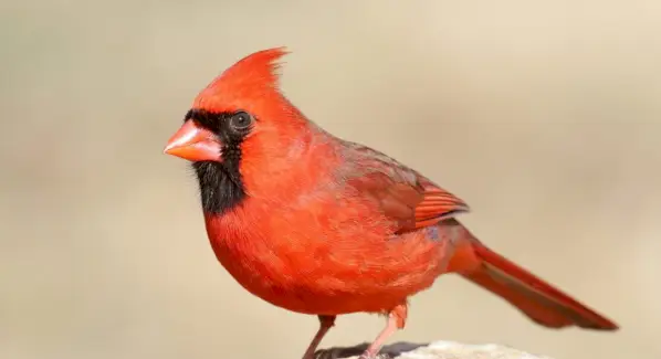 Cardeal, Pássaros, Animal MCardeal, Pássaros, Mensagens e Totens de Animais, Simbolismo Cardeal, Significado Cardeal, Totem Cardeal, Sonho Cardeal