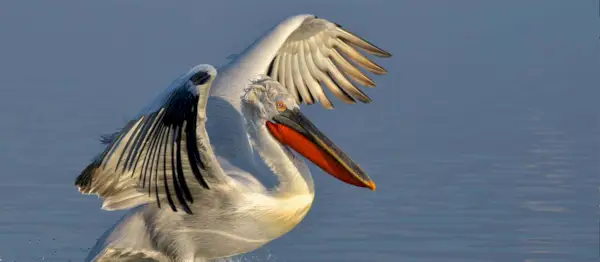 Simbolismo do Pelicano, Significado do Pelicano, Totem do Pelicano, Sonho do Pelicano e Mensagens