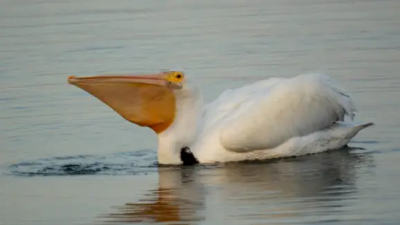 Simbolismo do Pelicano, Significado do Pelicano, Totem do Pelicano, Sonho do Pelicano e Mensagens
