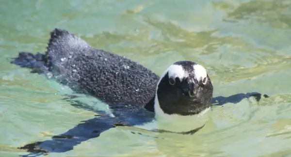 Simbolismo do Pinguim