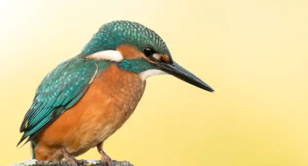 Загальна символіка, сни та повідомлення зимородка