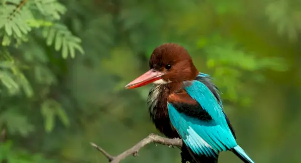 Тотем білогорлого зимородка, сни та повідомлення