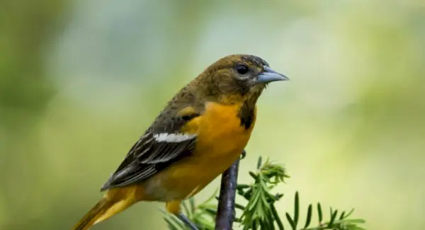 Žluva symbolismus, totem, sny a zprávy