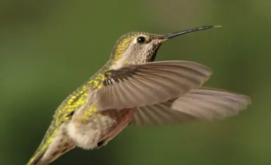 Символіка колібрі