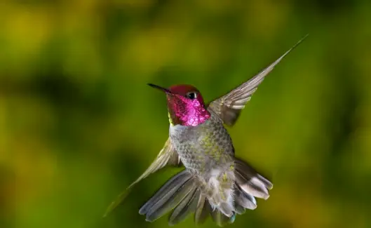 Тотем колібрі, сон колібрі та повідомлення