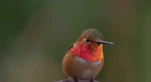 Колібрі Значення