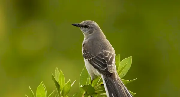 Tòtem Mockingbird, Somnis i Missatges