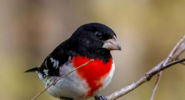 Totem Grosbeak, Sonhos e Mensagens