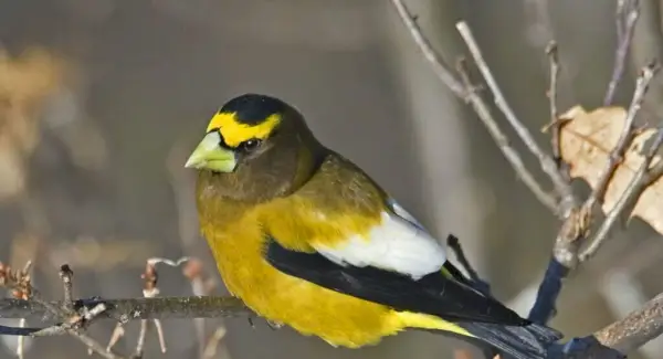 Simbolismo, sonhos e mensagens de Grosbeak