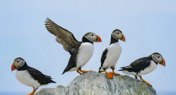 Simbolisme del frailell