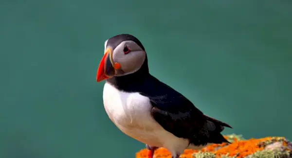 Puffin Totem, Somnis i Missatges