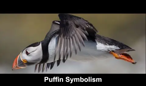 Reproductor de YouTube