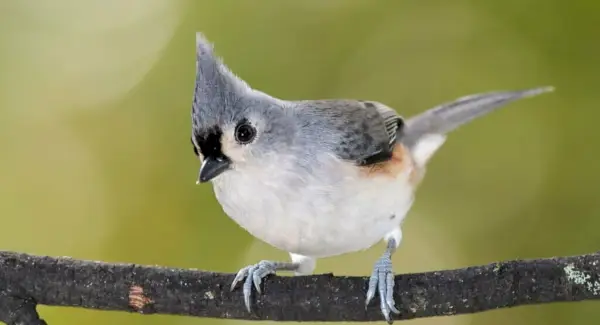 Totem tufado de chapim, sonhos e mensagens