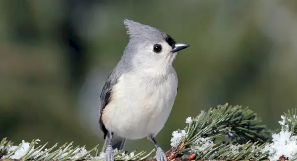 Simbolismo do chapim tufado