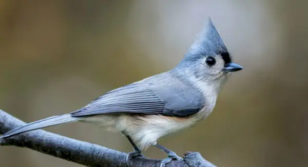 Simbolismo, totem, sonhos e mensagens do chapim tufado
