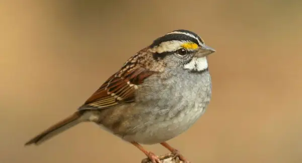 Simbolismo do pardal de garganta branca