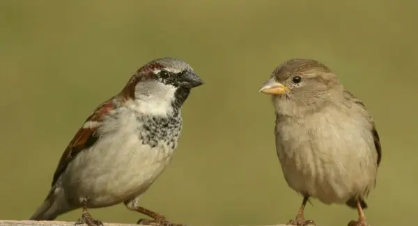 Simbolismo, sonhos e mensagens do pardal doméstico