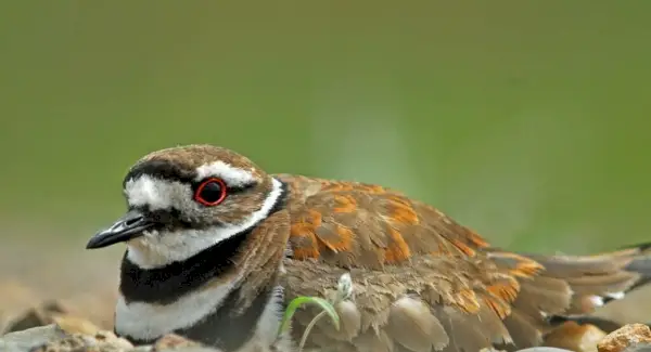 Simbolismo do Killdeer