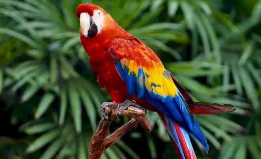 Папуга Тотем, Папуга Сон