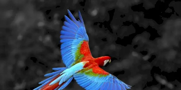 Папуга символіка, повідомлення