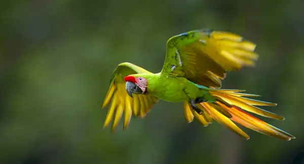 Папуга Значення