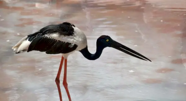 Тотем лелеки, сни та повідомлення