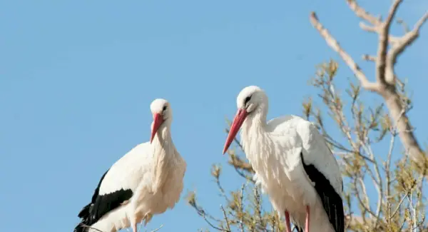Символіка, сни та повідомлення лелеки