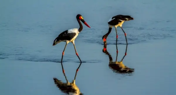 Символіка, тотеми та повідомлення лелек