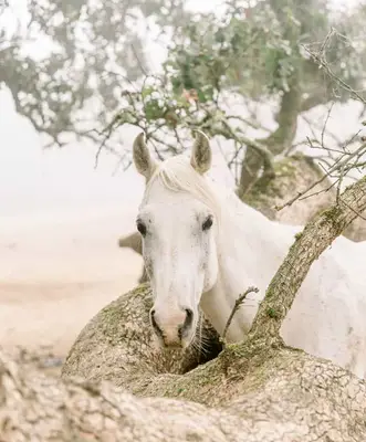 Betekenis van woorddromen: 7 algemene interpretaties