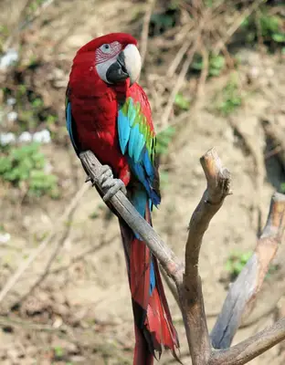 what is the gemini spirit animal