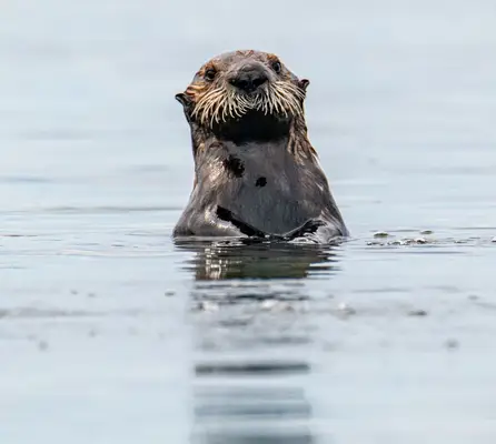 animals that represent leo