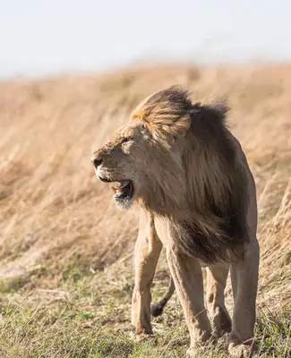Penki dvasiniai gyvūnai Liūtas: stipri Liūto sekimo išraiška