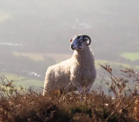 Aries: una guía de cinco animales que afectan su asiento