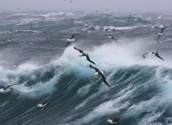 albatross spirit animal