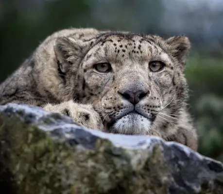 snow leopard spirit animal