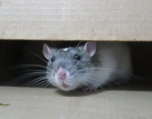 dreams of rats meaning