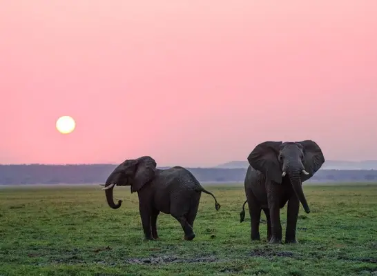 elephant spirit animal for cancer