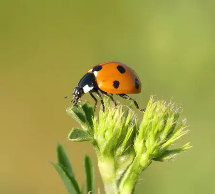spiritual meaning of a ladybug