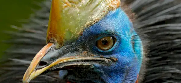 Casuar, pássaros, pássaros que não voam, mensagens e totens de animais, simbolismo do casuar, significado do casuar, totem do casuar, sonho do casuar, mensagens