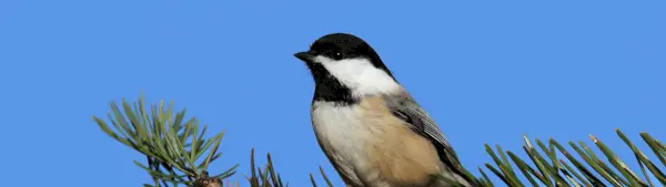 Simbolismo do Chickadee