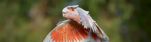 Significado da cacatua