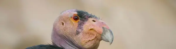 Simbolismo do Condor da Califórnia