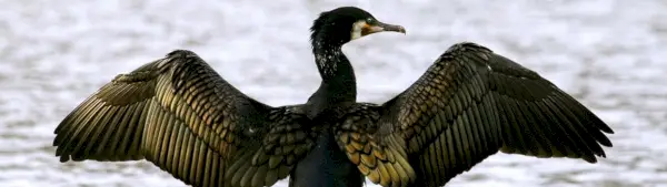 Simbolismo do Cormorão do Cabo